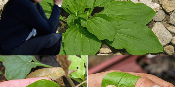 🌿 Unlock Nature’s Healing Secret: 7 Remarkable Benefits of Plantago Major You Need to Know