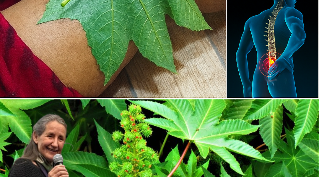 Unlock the Hidden Power of Castor Leaves and Seeds: Nature’s Ultimate Healing Secret Unlock the Hidden Power of Castor Leaves and Seeds: Nature’s Ultimate Healing Secret