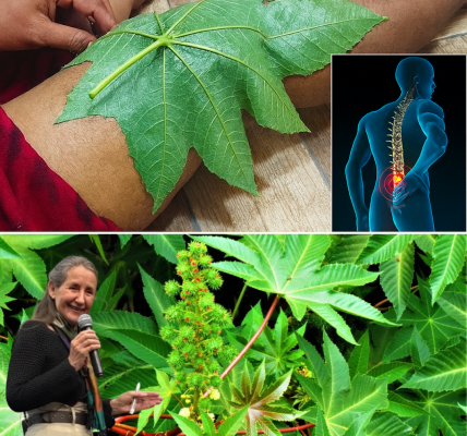 Unlock the Hidden Power of Castor Leaves and Seeds: Natureās Ultimate Healing Secret Unlock the Hidden Power of Castor Leaves and Seeds: Natureās Ultimate Healing Secret