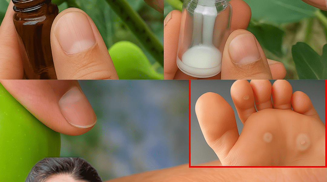 đż Fig Sap: The Hidden Gem for Radiant Skin, Better Digestion, and Vibrant Wellness đż Fig Sap: The Hidden Gem for Radiant Skin, Better Digestion, and Vibrant Wellness