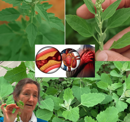 🌿 Lamb’s Quarters: The Overlooked Superfood Hiding in Your Backyard 🌿 Lamb’s Quarters: The Overlooked Superfood Hiding in Your Backyard