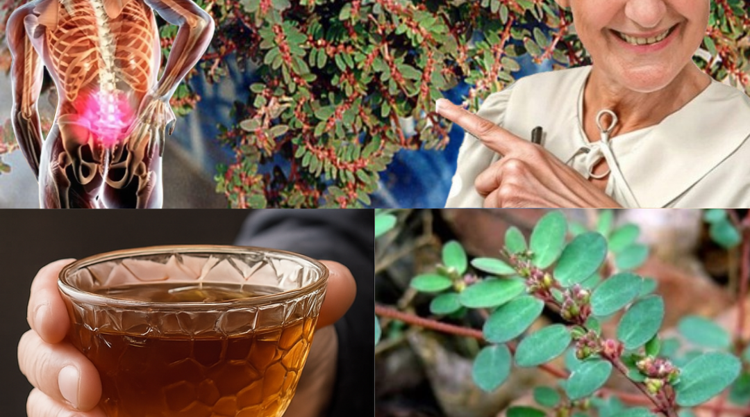 Unlock the Ancient Healing Secrets of Euphorbia prostrata: A Natural Remedy You Need to Know Unlock the Ancient Healing Secrets of Euphorbia prostrata: A Natural Remedy You Need to Know