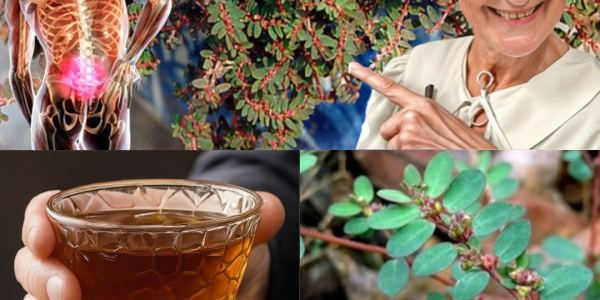 Unlock the Ancient Healing Secrets of Euphorbia prostrata: A Natural Remedy You Need to Know