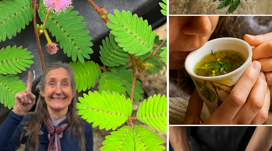 Unveil the Hidden Power of Mimosa Pudica Tea: A Natural Elixir for Health and Serenity šæ Unveil the Hidden Power of Mimosa Pudica Tea: A Natural Elixir for Health and Serenity šæ