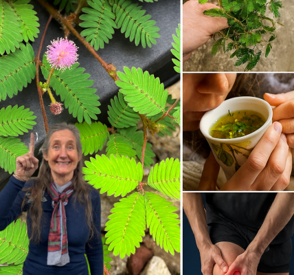 Unveil the Hidden Power of Mimosa Pudica Tea: A Natural Elixir for Health and Serenity 🌿 Unveil the Hidden Power of Mimosa Pudica Tea: A Natural Elixir for Health and Serenity 🌿