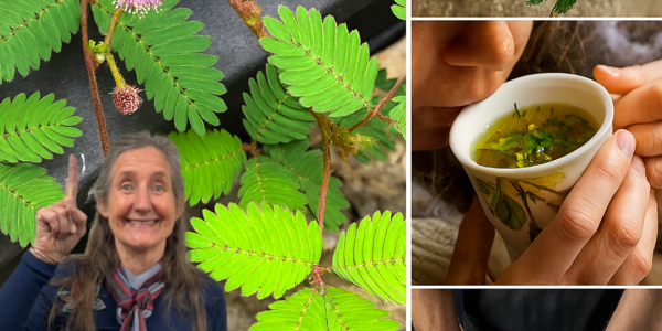 Unveil the Hidden Power of Mimosa Pudica Tea: A Natural Elixir for Health and Serenity 🌿
