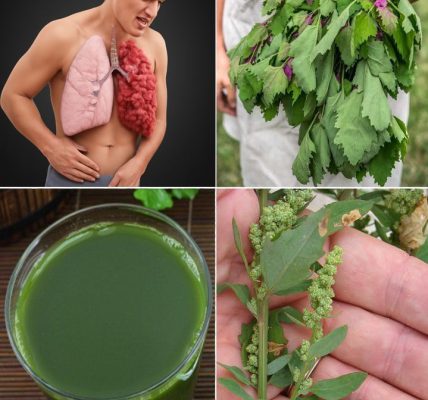 Lamb’s Quarters: The Wild Superfood Hiding in Plain Sight Lamb’s Quarters: The Wild Superfood Hiding in Plain Sight