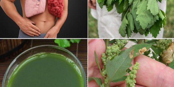 Lamb’s Quarters: The Wild Superfood Hiding in Plain Sight