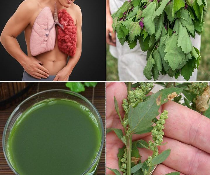 Lamb’s Quarters: The Wild Superfood Hiding in Plain Sight Lamb’s Quarters: The Wild Superfood Hiding in Plain Sight