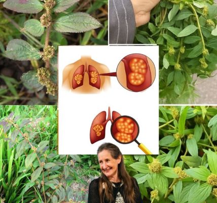 Euphorbia Hirta Unveiled: The Hidden Healing Power of Nature’s Overlooked Herb Euphorbia Hirta Unveiled: The Hidden Healing Power of Nature’s Overlooked Herb