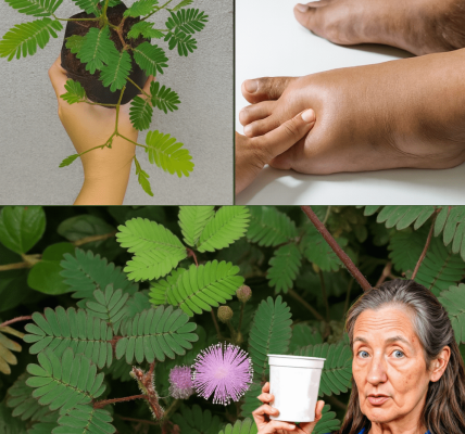 🌿 Unlock Nature’s Secret: The Astonishing Healing Powers of Mimosa Pudica 🌿 Unlock Nature’s Secret: The Astonishing Healing Powers of Mimosa Pudica