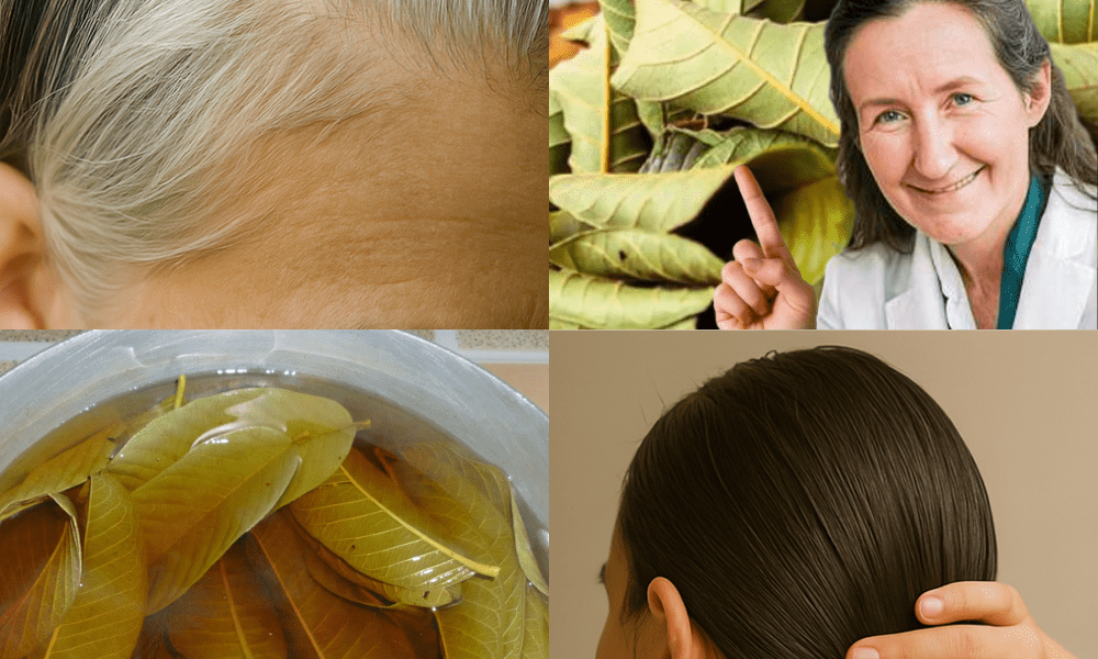 🌿 Unveiling the Hidden Secrets of Guava Leaves: Transform Your Hair Naturally! 🌿 Unveiling the Hidden Secrets of Guava Leaves: Transform Your Hair Naturally!