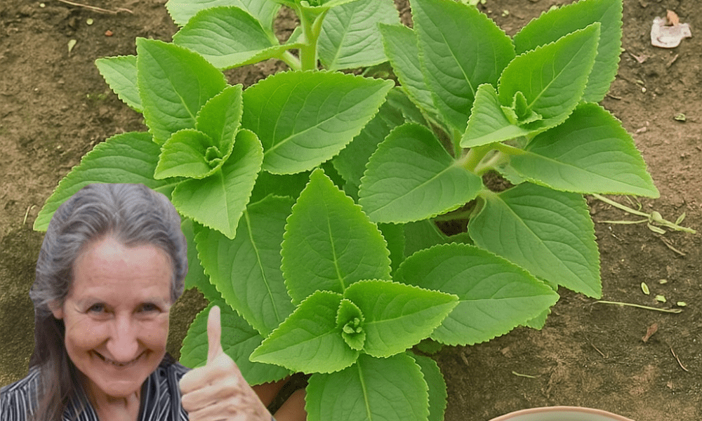 🌿 Discover Coleus Amboinicus: The Hidden Herb That Will Transform Your Home and Health 🌿 Discover Coleus Amboinicus: The Hidden Herb That Will Transform Your Home and Health