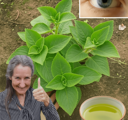 🌿 Discover Coleus Amboinicus: The Hidden Herb That Will Transform Your Home and Health 🌿 Discover Coleus Amboinicus: The Hidden Herb That Will Transform Your Home and Health