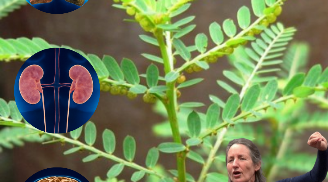 🌿 Chanca Piedra: The Stonebreaker Herb That Transforms Your Health 🌿 Chanca Piedra: The Stonebreaker Herb That Transforms Your Health