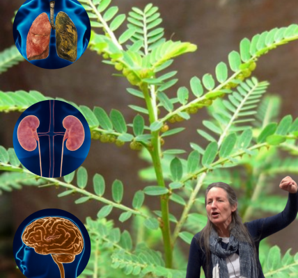 🌿 Chanca Piedra: The Stonebreaker Herb That Transforms Your Health 🌿 Chanca Piedra: The Stonebreaker Herb That Transforms Your Health