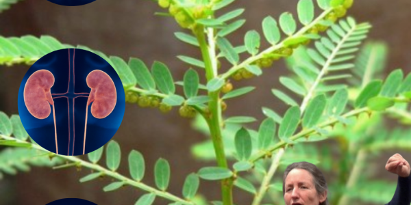 šæ Chanca Piedra: The Stonebreaker Herb That Transforms Your Health šæ Chanca Piedra: The Stonebreaker Herb That Transforms Your Health