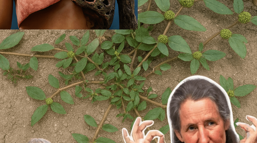 Transform Your Wellness with Euphorbia Hirta: 30 Remarkable Health Benefits and Safe Usage Secrets Transform Your Wellness with Euphorbia Hirta: 30 Remarkable Health Benefits and Safe Usage Secrets