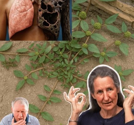 Transform Your Wellness with Euphorbia Hirta: 30 Remarkable Health Benefits and Safe Usage Secrets Transform Your Wellness with Euphorbia Hirta: 30 Remarkable Health Benefits and Safe Usage Secrets