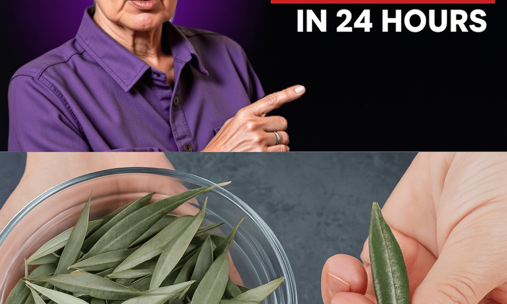 🌿 The Miracle Olive Leaf Hidden from You: Unveiling Barbara O’Neill’s Astonishing Secret 🌿 The Miracle Olive Leaf Hidden from You: Unveiling Barbara O’Neill’s Astonishing Secret