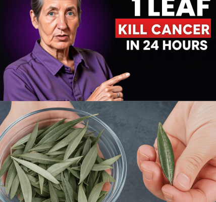 🌿 The Miracle Olive Leaf Hidden from You: Unveiling Barbara O’Neill’s Astonishing Secret 🌿 The Miracle Olive Leaf Hidden from You: Unveiling Barbara O’Neill’s Astonishing Secret