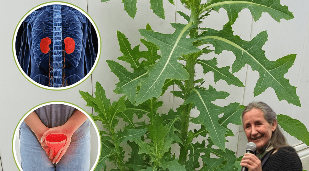 Prickly Lettuce: Nature’s Overlooked Gem for Healing and Culinary Delight Prickly Lettuce: Nature’s Overlooked Gem for Healing and Culinary Delight