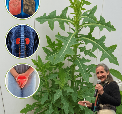 Prickly Lettuce: Natureās Overlooked Gem for Healing and Culinary Delight Prickly Lettuce: Natureās Overlooked Gem for Healing and Culinary Delight