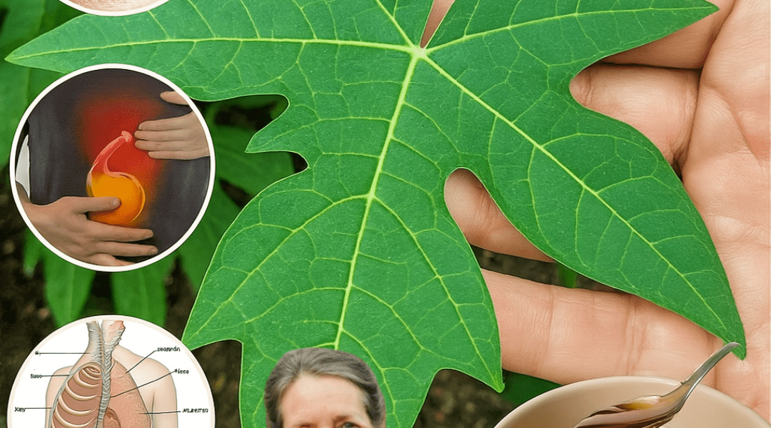 Papaya Leaves: The Hidden Superfood You’re Missing for Health and Healing Papaya Leaves: The Hidden Superfood You’re Missing for Health and Healing