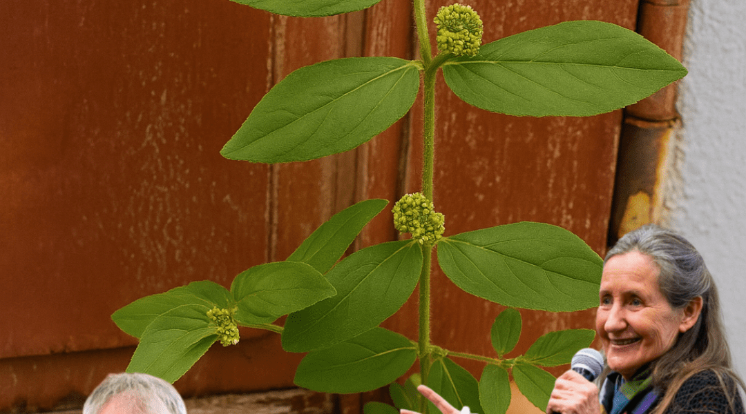 đż Euphorbia Hirta: The Tiny Plant With Miraculous Powers Youâve Probably Overlooked ⨠đż Euphorbia Hirta: The Tiny Plant With Miraculous Powers Youâve Probably Overlooked â¨