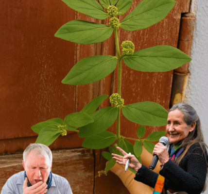 🌿 Euphorbia Hirta: The Tiny Plant With Miraculous Powers You’ve Probably Overlooked ✨ 🌿 Euphorbia Hirta: The Tiny Plant With Miraculous Powers You’ve Probably Overlooked ✨