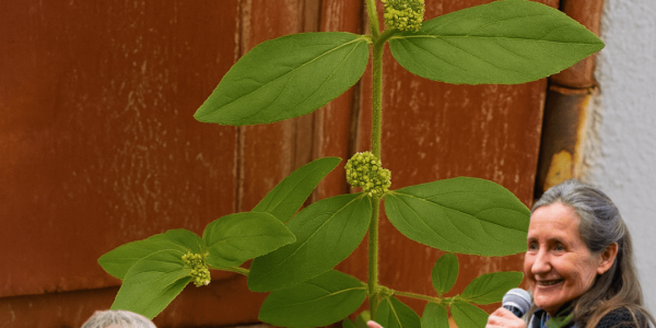 🌿 Euphorbia Hirta: The Tiny Plant With Miraculous Powers You’ve Probably Overlooked ✨