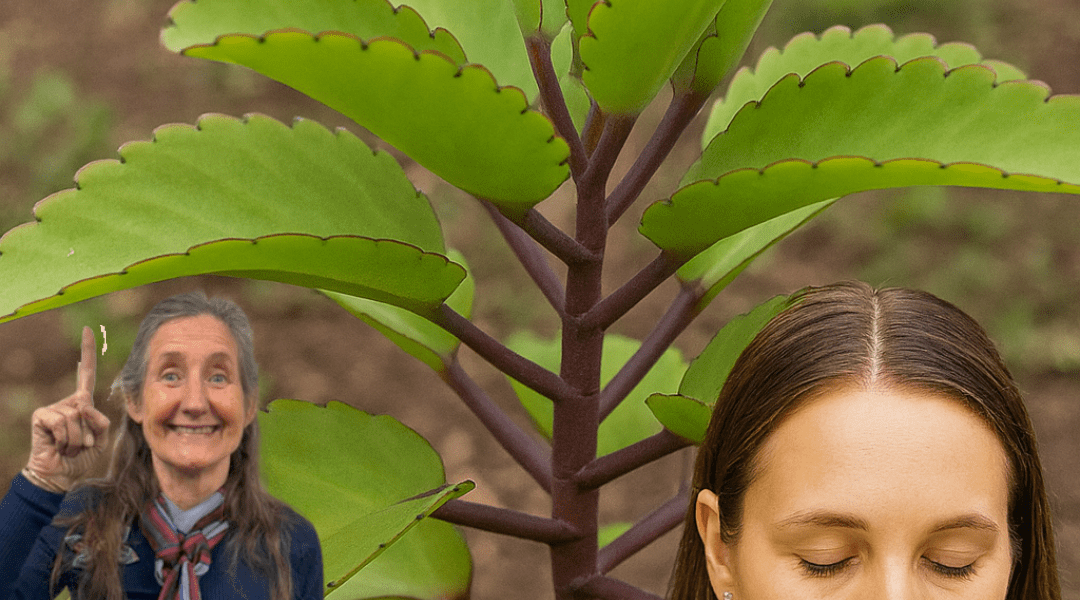 Unlock the Power of the Miracle Leaf of Life: 11 Benefits and a Simple Tea Recipe