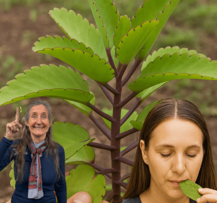 Unlock the Power of the Miracle Leaf of Life: 11 Benefits and a Simple Tea Recipe Unlock the Power of the Miracle Leaf of Life: 11 Benefits and a Simple Tea Recipe