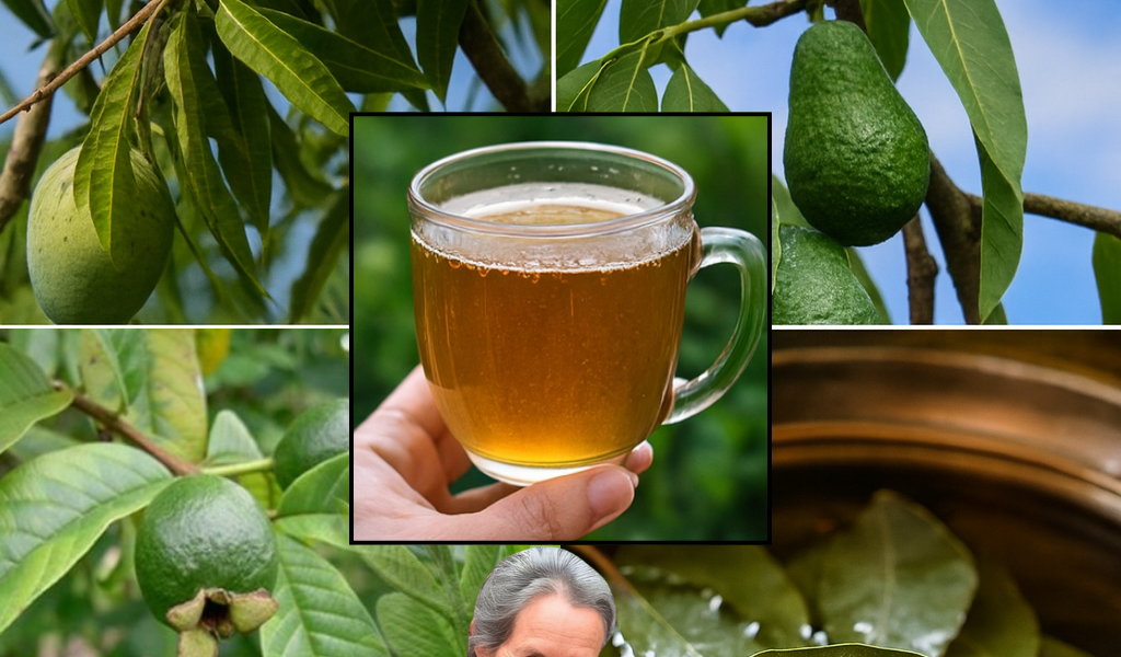 Unlock Nature’s Secrets: The Astonishing Healing Power of Four Medicinal Leaves 🌿