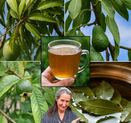 Unlock Nature’s Secrets: The Astonishing Healing Power of Four Medicinal Leaves 🌿 Unlock Nature’s Secrets: The Astonishing Healing Power of Four Medicinal Leaves 🌿