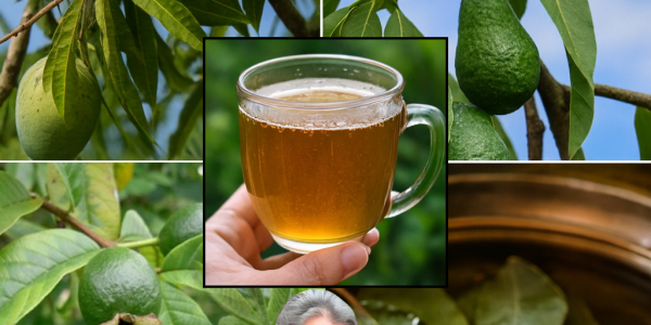 Unlock Nature’s Secrets: The Astonishing Healing Power of Four Medicinal Leaves 🌿