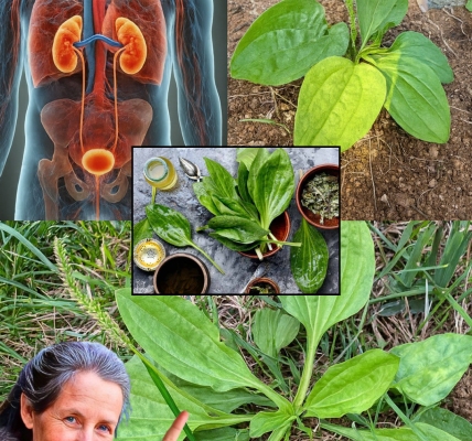 đż Discover the Hidden Power of Broadleaf Plantain: Natureâs Ultimate Healing Secret đż Discover the Hidden Power of Broadleaf Plantain: Natureâs Ultimate Healing Secret