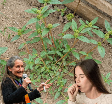 Breathe Easy and Thrive: Unlock the Power of Euphorbia Hirta for Respiratory and Immune Health Breathe Easy and Thrive: Unlock the Power of Euphorbia Hirta for Respiratory and Immune Health