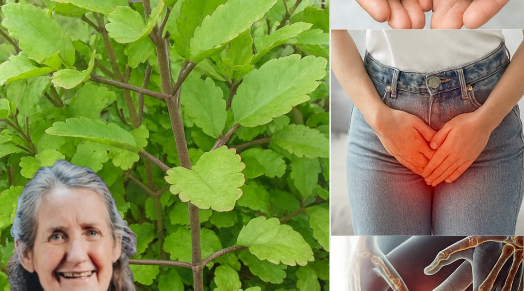 ✨ Bryophyllum Calycinum (Kalanchoe Pinnata): Unveil the “Miracle Leaf” with Astonishing Healing Powers! ✨ Bryophyllum Calycinum (Kalanchoe Pinnata): Unveil the “Miracle Leaf” with Astonishing Healing Powers!