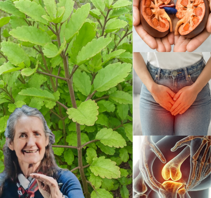 ✨ Bryophyllum Calycinum (Kalanchoe Pinnata): Unveil the “Miracle Leaf” with Astonishing Healing Powers! ✨ Bryophyllum Calycinum (Kalanchoe Pinnata): Unveil the “Miracle Leaf” with Astonishing Healing Powers!