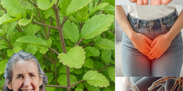 ✨ Bryophyllum Calycinum (Kalanchoe Pinnata): Unveil the “Miracle Leaf” with Astonishing Healing Powers!