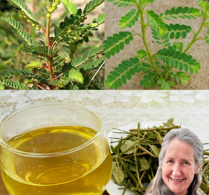 🌿 Unveiling the Stonebreaker Plant: Nature’s Hidden Healer 🌿 Unveiling the Stonebreaker Plant: Nature’s Hidden Healer