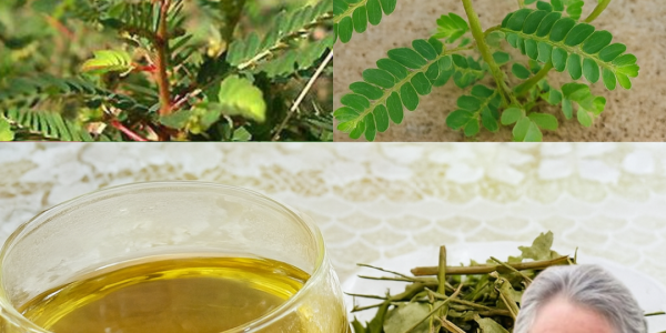 🌿 Unveiling the Stonebreaker Plant: Nature’s Hidden Healer 🌿 Unveiling the Stonebreaker Plant: Nature’s Hidden Healer