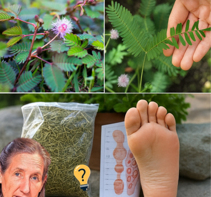 🌿 The Sensitive Plant’s Secret: 10 Astonishing Health Benefits of Mimosa Pudica to Transform Your Wellness 🌿 The Sensitive Plant’s Secret: 10 Astonishing Health Benefits of Mimosa Pudica to Transform Your Wellness