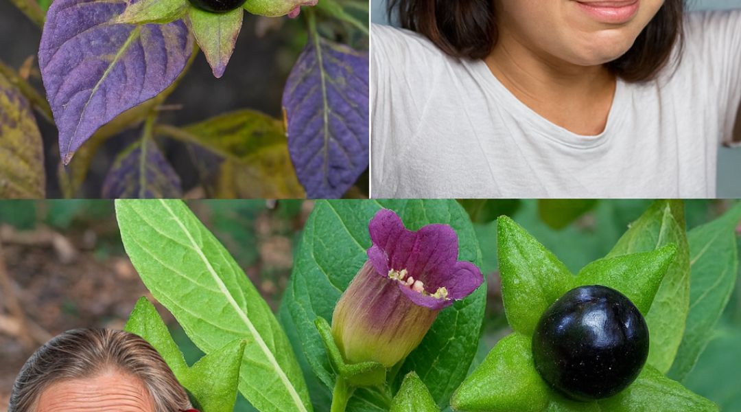 🌑 The Lethal Allure of Deadly Nightshade: Unveiling the Dark Secrets of Atropa Belladonna 🌑 The Lethal Allure of Deadly Nightshade: Unveiling the Dark Secrets of Atropa Belladonna