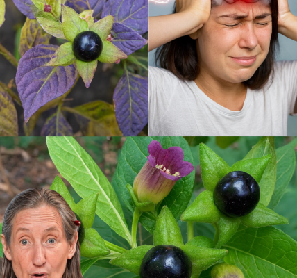 🌑 The Lethal Allure of Deadly Nightshade: Unveiling the Dark Secrets of Atropa Belladonna 🌑 The Lethal Allure of Deadly Nightshade: Unveiling the Dark Secrets of Atropa Belladonna