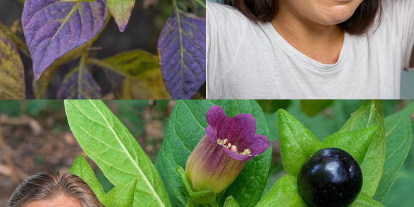 🌑 The Lethal Allure of Deadly Nightshade: Unveiling the Dark Secrets of Atropa Belladonna 🌑 The Lethal Allure of Deadly Nightshade: Unveiling the Dark Secrets of Atropa Belladonna
