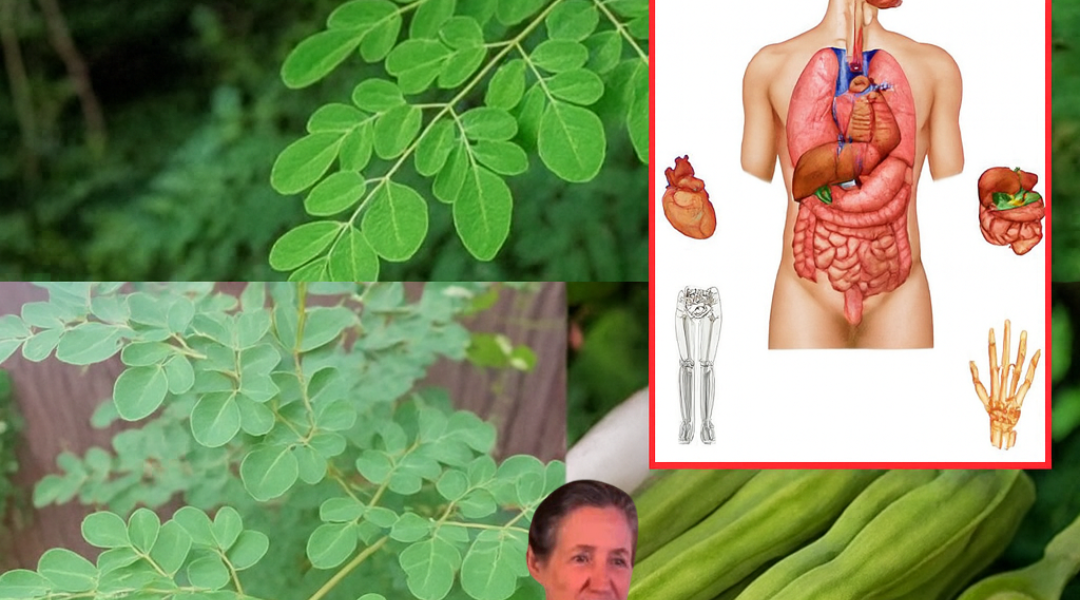 Unveiling the Power of Moringa: 10 Life-Changing Health Benefits and How to Harness Them Unveiling the Power of Moringa: 10 Life-Changing Health Benefits and How to Harness Them