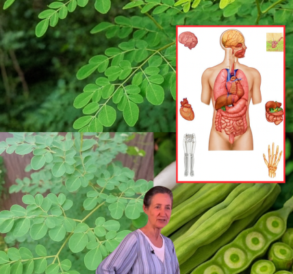 Unveiling the Power of Moringa: 10 Life-Changing Health Benefits and How to Harness Them Unveiling the Power of Moringa: 10 Life-Changing Health Benefits and How to Harness Them