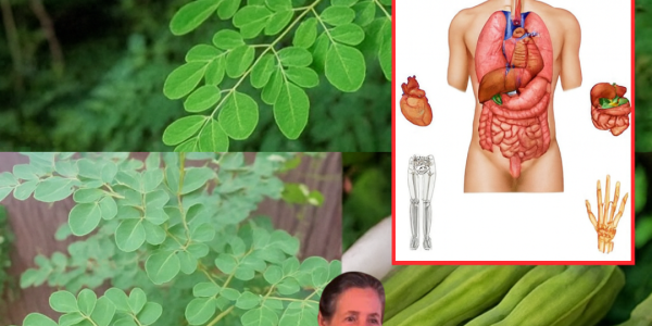 Unveiling the Power of Moringa: 10 Life-Changing Health Benefits and How to Harness Them Unveiling the Power of Moringa: 10 Life-Changing Health Benefits and How to Harness Them